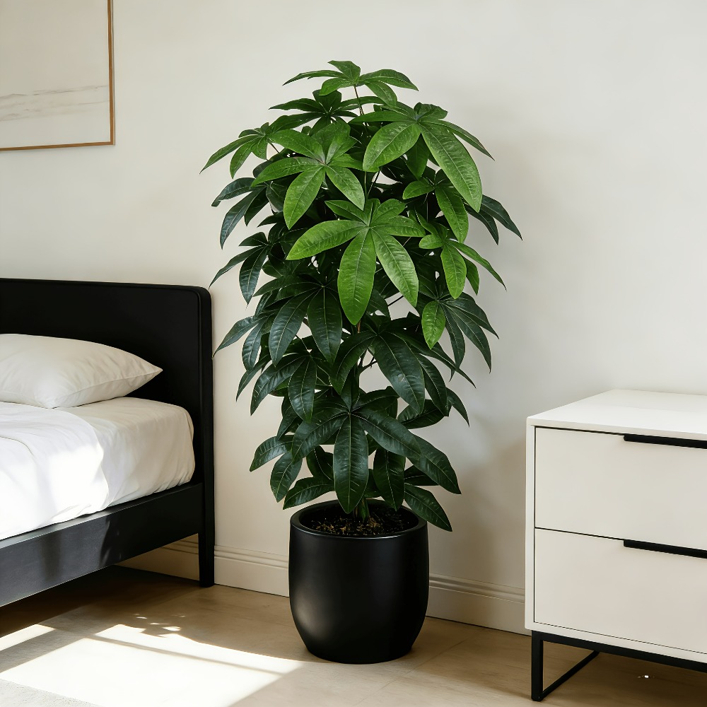 Monstera Adansonii - Een kunstmatige geldboom Pachira Aquatica met