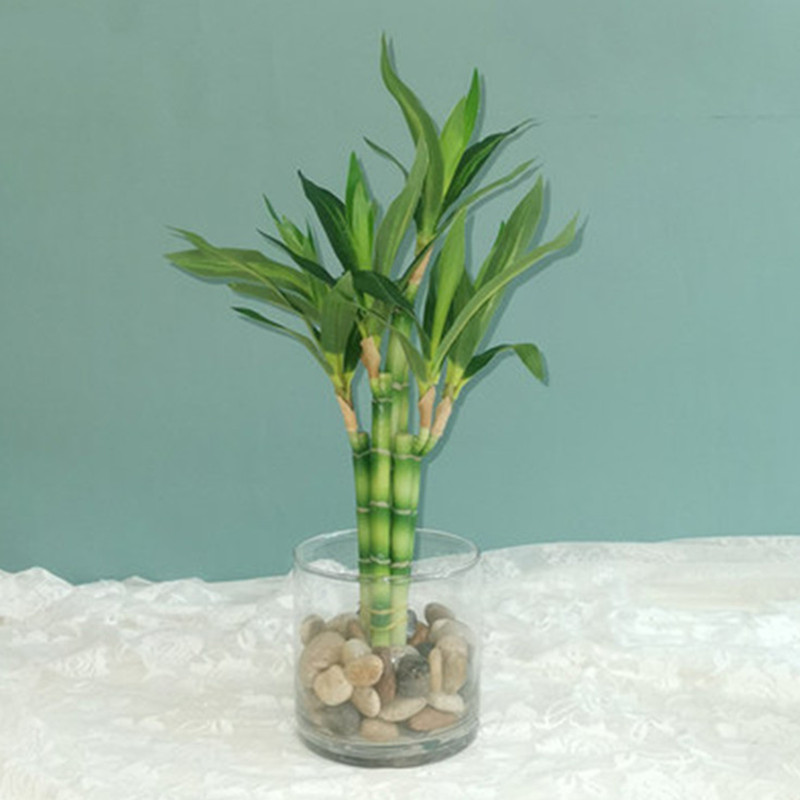 Nieuwe 40cm kunstmatige geluks - Echeveria Succulent recensie en prijs