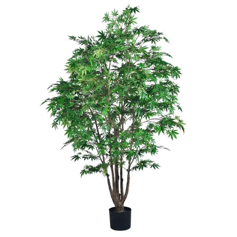Trendy groothandel groene esdo - Dracaena Marginata recensie en prijs