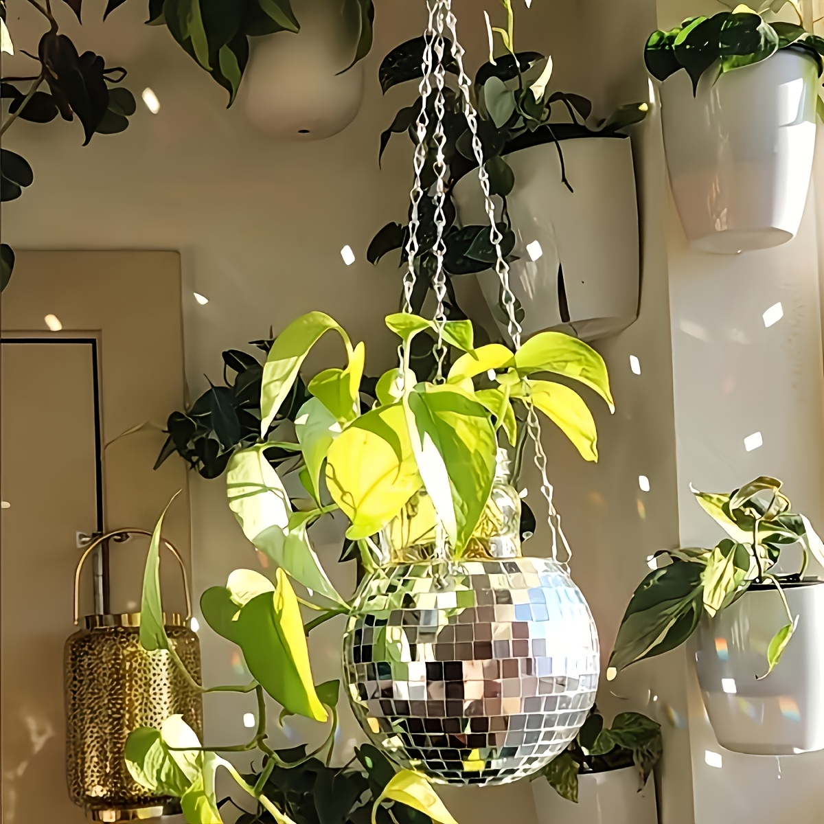 Disco Spiegelbol Hangende Bloe - Echeveria Succulent recensie en prijs